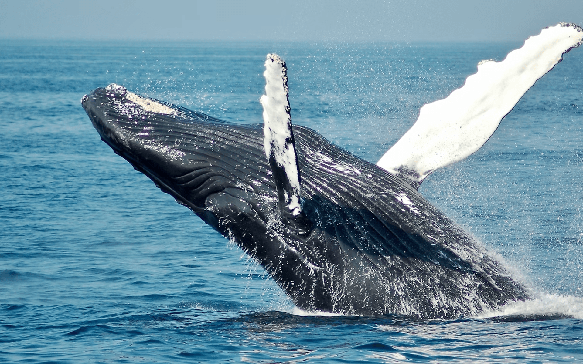 Puerto Escondido doesn't hold back. Neither should you